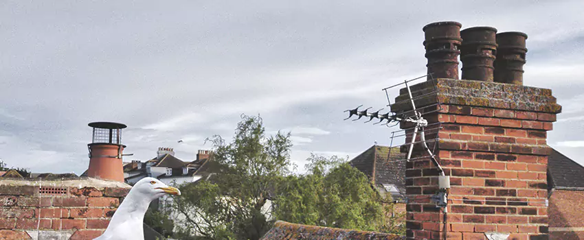 Chimney Cleaning And Restoration in Fayetteville, North Carolina